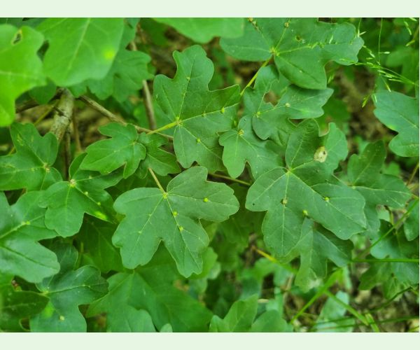 Roztoč Aceria macrochela