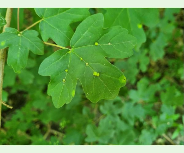 Roztoč Aceria macrochela