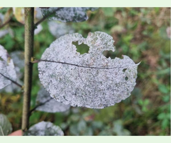 Múčnatka na vŕbach