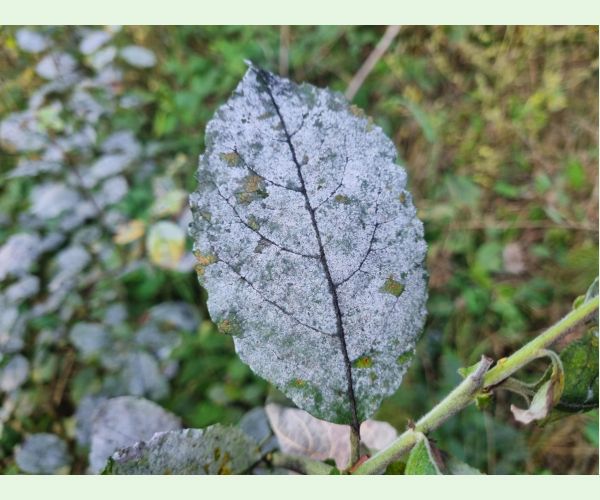 Múčnatka na vŕbach