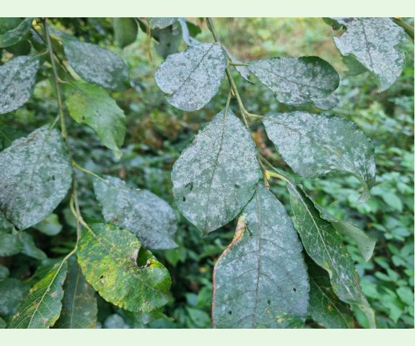 Múčnatka na vŕbach