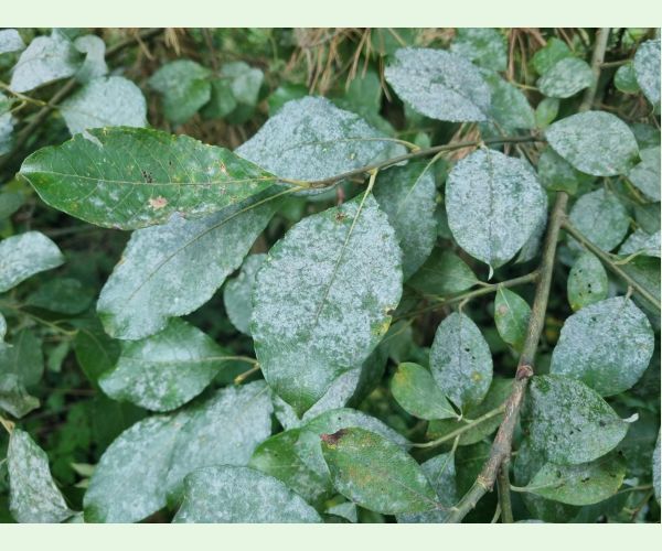 Múčnatka na vŕbach