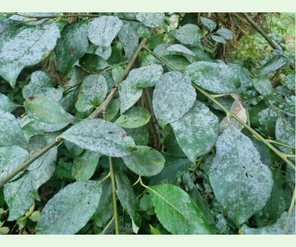 Múčnatka na vŕbach