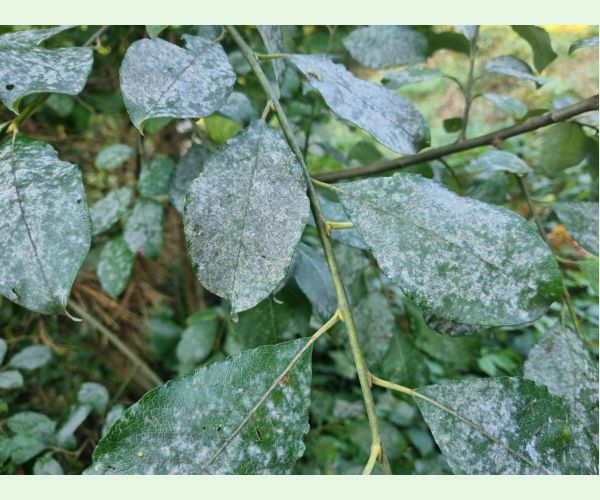 Múčnatka na vŕbach