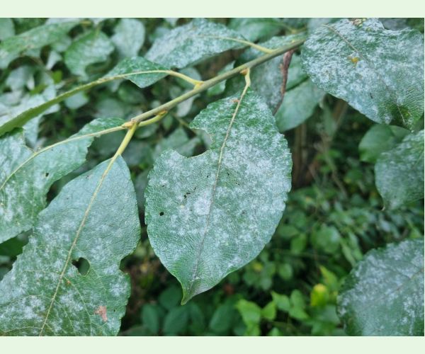 Múčnatka na vŕbach