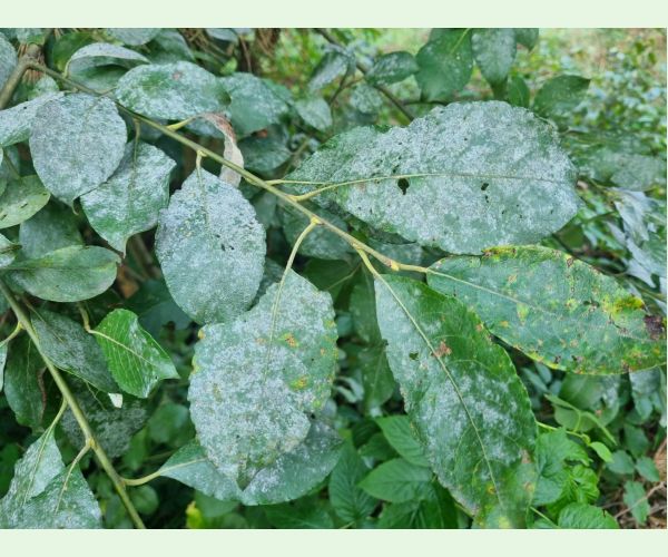 Múčnatka na vŕbach