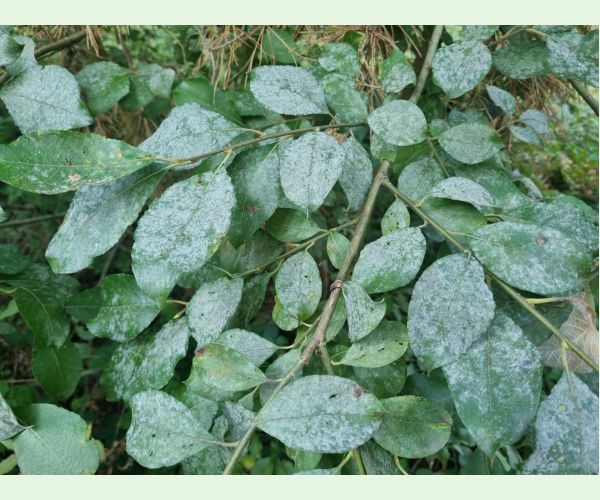 Múčnatka na vŕbach