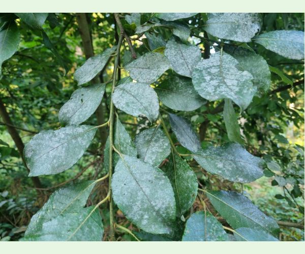 Múčnatka na vŕbach