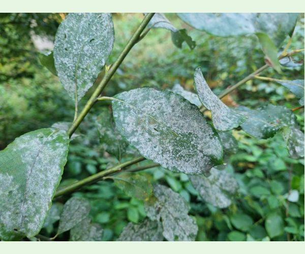 Múčnatka na vŕbach