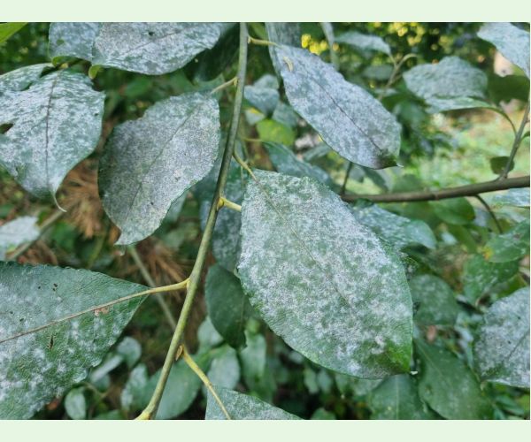 Múčnatka na vŕbach