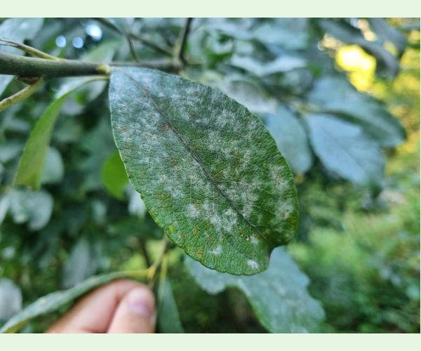 Múčnatka na vŕbach