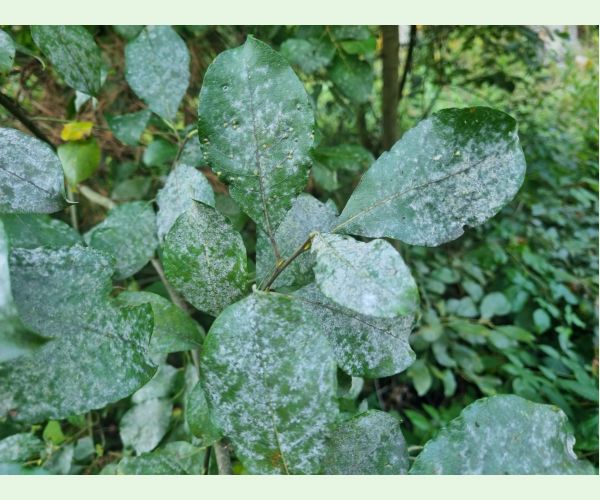 Múčnatka na vŕbach