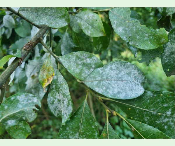 Múčnatka na vŕbach