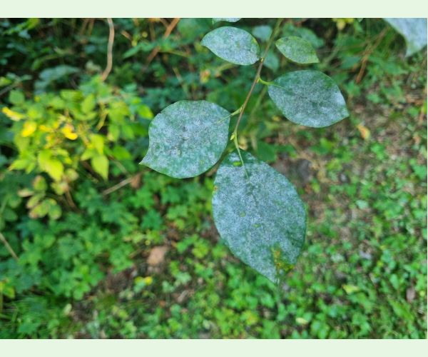 Múčnatka na vŕbach