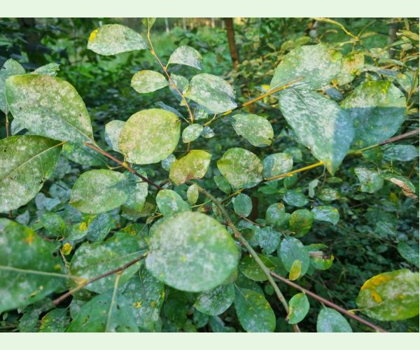 Múčnatka na vŕbach