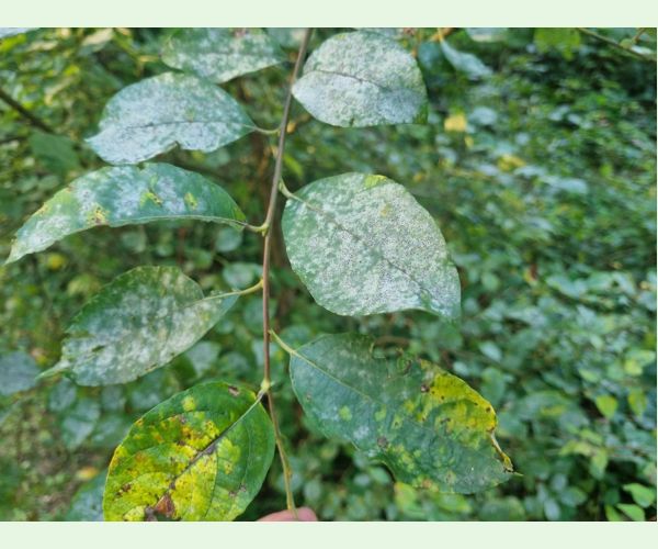 Múčnatka na vŕbach