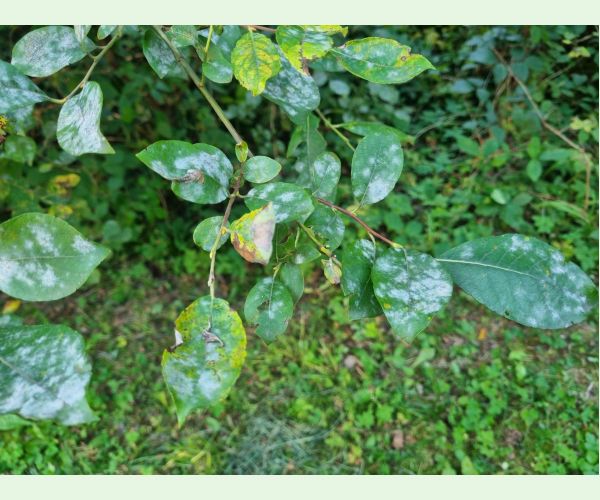 Múčnatka na vŕbach