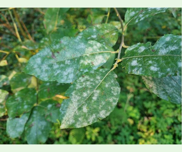 Múčnatka na vŕbach