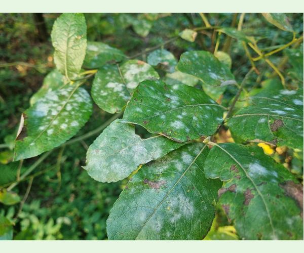 Múčnatka na vŕbach