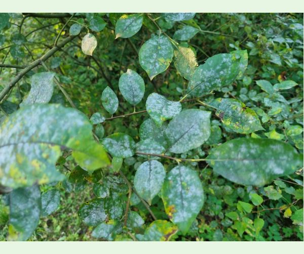 Múčnatka na vŕbach