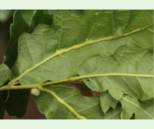 Hrčiarka Andricus testaceipes