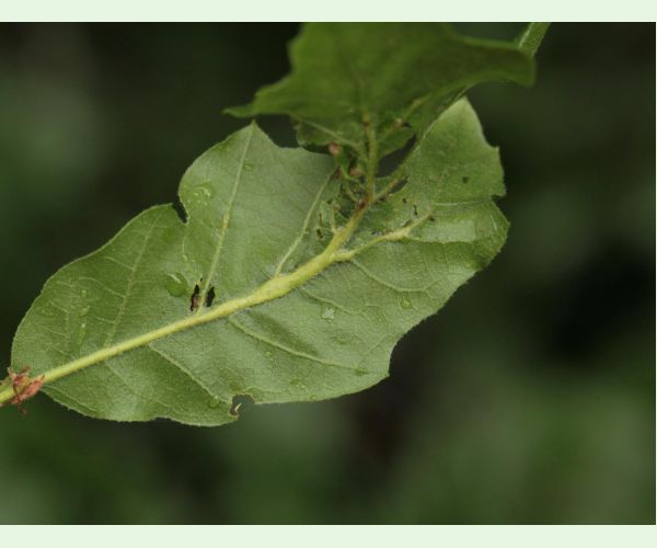 Hrčiarka Andricus testaceipes