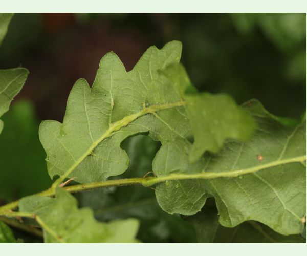 Hrčiarka Andricus testaceipes