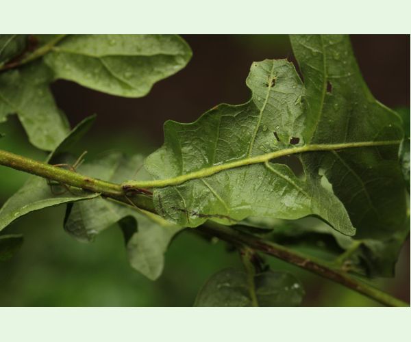 Hrčiarka Andricus testaceipes