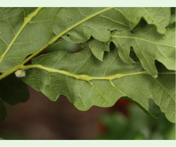 Hrčiarka Andricus testaceipes