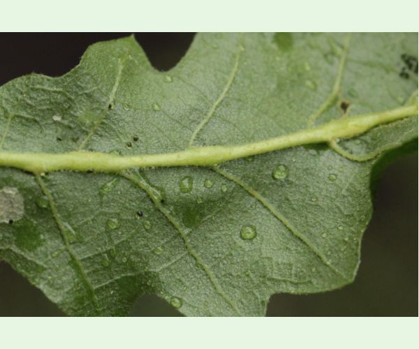 Hrčiarka Andricus testaceipes