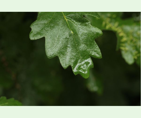 Hrčiarka Andricus testaceipes