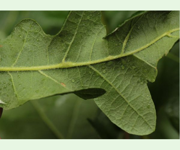 Hrčiarka Andricus testaceipes