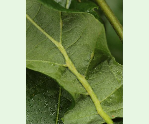 Hrčiarka Andricus testaceipes