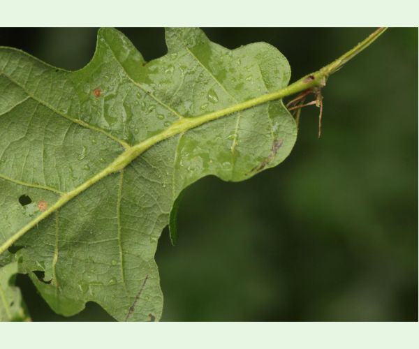 Hrčiarka Andricus testaceipes