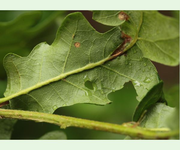 Hrčiarka Andricus testaceipes