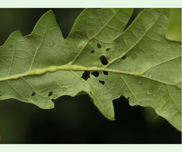 Hrčiarka Andricus testaceipes