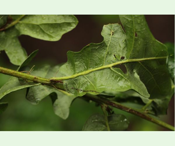 Hrčiarka Andricus testaceipes