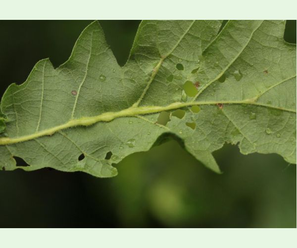 Hrčiarka Andricus testaceipes