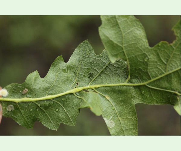 Hrčiarka Andricus testaceipes