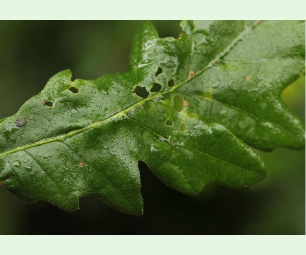 Hrčiarka Andricus testaceipes