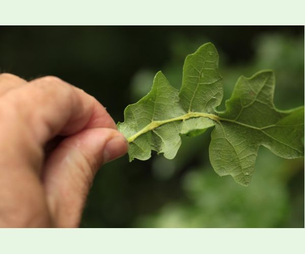 Hrčiarka Andricus testaceipes