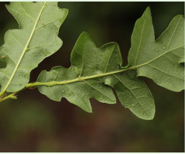 Hrčiarka Andricus testaceipes