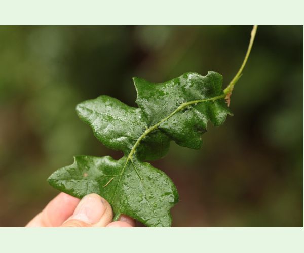 Hrčiarka Andricus testaceipes