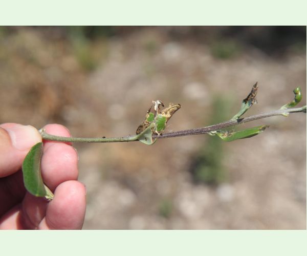 Priadzovček olivový