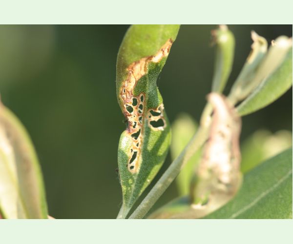 Priadzovček olivový