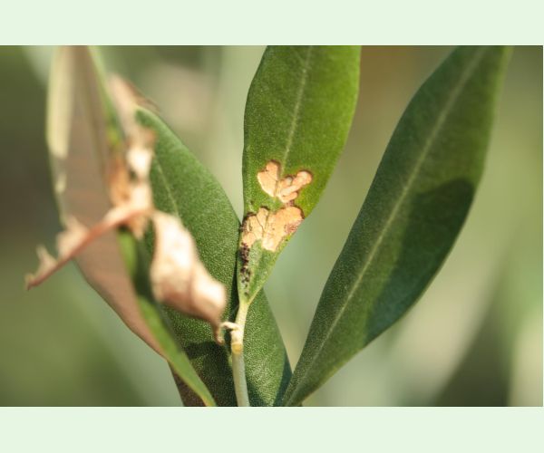 Priadzovček olivový