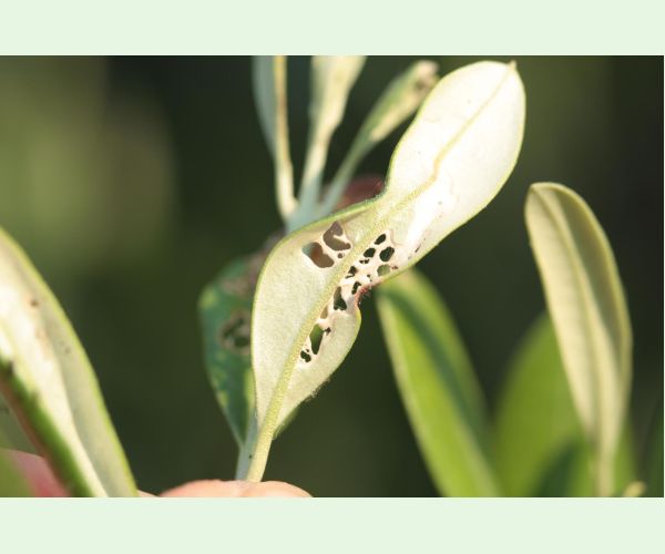 Priadzovček olivový