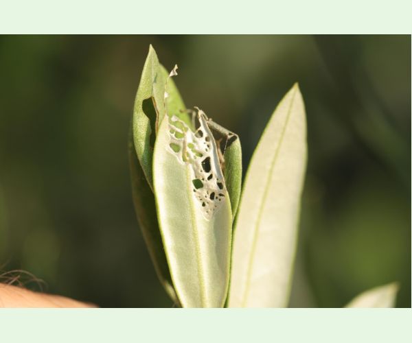 Priadzovček olivový