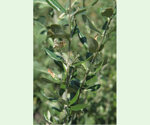 Priadzovček olivový