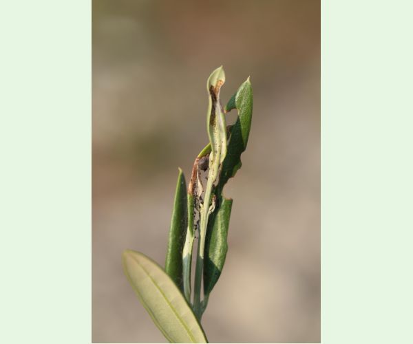 Priadzovček olivový